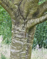Pin oak