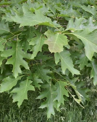 Quercus rubra