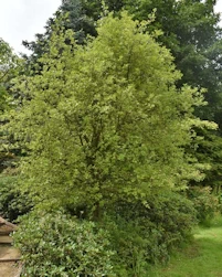 Quercus suber