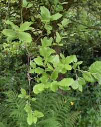 Quercus suber