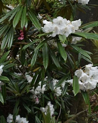 Rhododendron cephalanthum dwarf pink