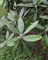 Rhododendron rex