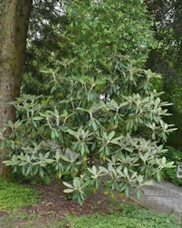 Rhododendron rex