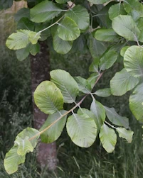 Sorbus aria lutescens