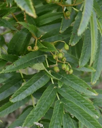 Sorbus dodong