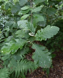 Sorbus mougeotii