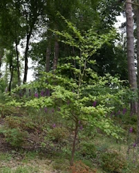 Stewartia pseudocamellia