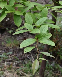 Stewartia pseudocamellia