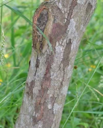 Stewartia rostrata