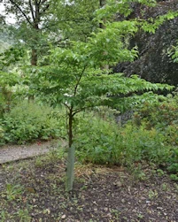 Styrax japonicus pink chimes