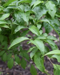 Styrax japonicus