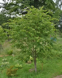 Tilia cordata Len Parvin