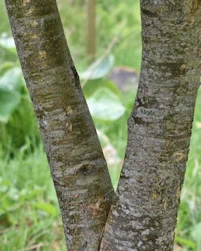 Tilia cordata Len Parvin