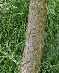 Ulmus davidiana japonica
