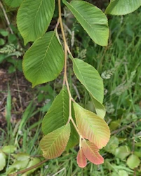 Ulmus davidiana japonica