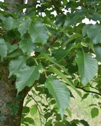 Ulmus dodoens