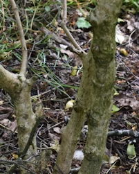 Viburnum plicatum kilimanjaro