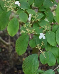 Viburnum plicatum kilimanjaro