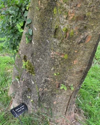 Zelkova serrata green vase