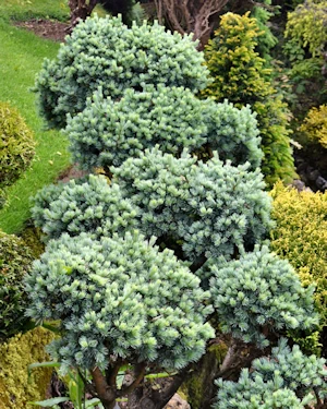 Abies koreana blue eskimo?