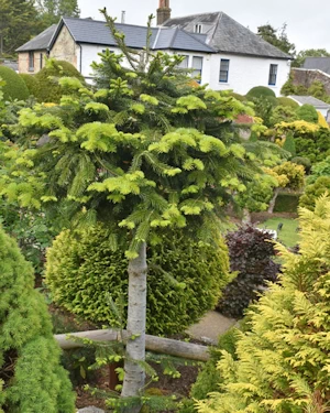 Abies Nordmanniana Barbarits Compact