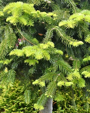 Abies Nordmanniana