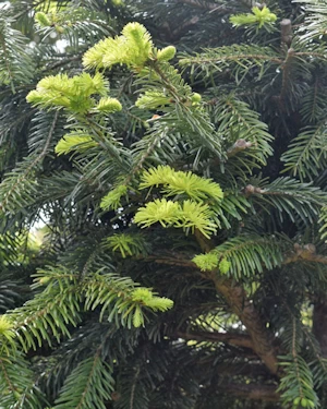 Abies Nordmanniana