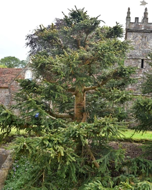 Abies pinsapo