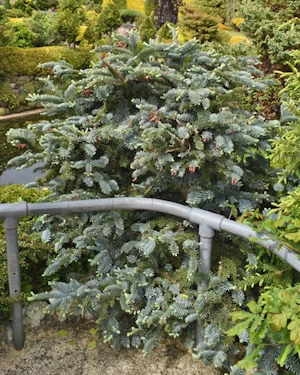 Abies procera glauca prostrata