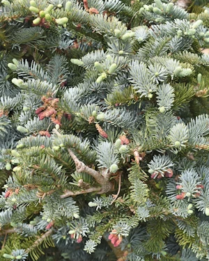 Abies procera glauca prostrata