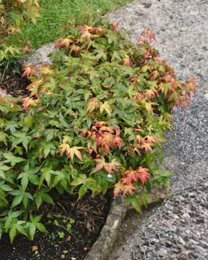 Acer palmatum