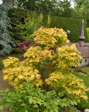 Acer palmatum