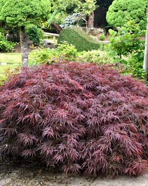 Acer palmatum dissectum atropurpureum
