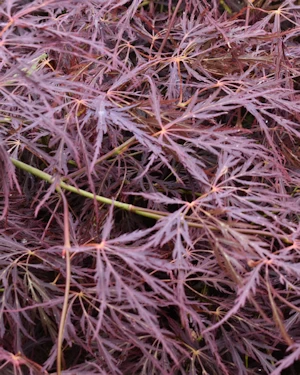 Acer palmatum dissectum atropurpureum