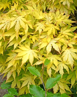 Acer palmatum