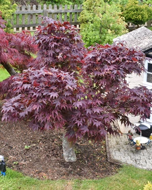 Acer palmatum purpureum