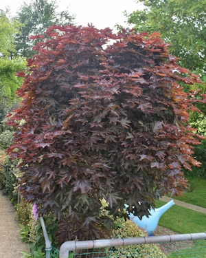Acer platanoides Crimson Sentry
