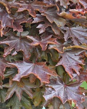 Acer platanoides Crimson Sentry