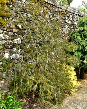 Callistemon rigidus