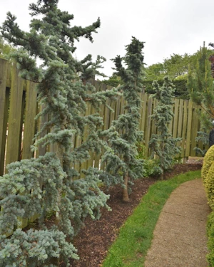Cedrus atlantica glauca