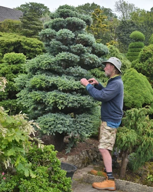 Cedrus atlantica glauca