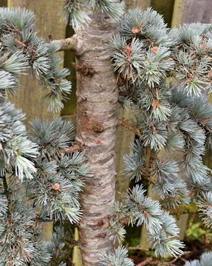 Cedrus atlantica glauca