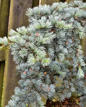 Cedrus atlantica glauca