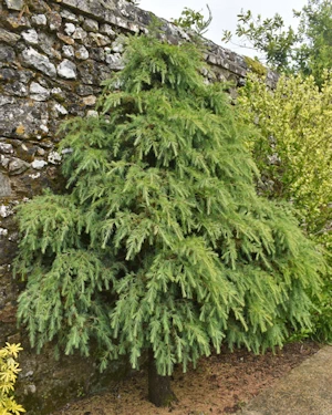 Cedrus deodara