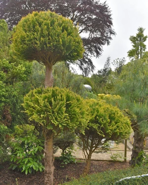 Chamaecyparis Lawsoniana Stewartii