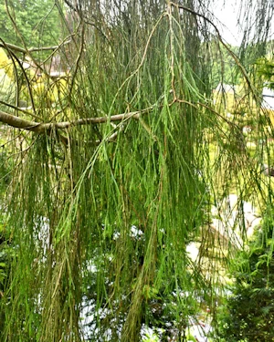 Chamaecyparis Lawsoniana Umbrica Pendula