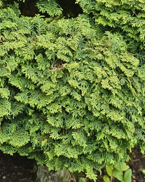 Chamaecyparis Obtusa Nana Gracilis