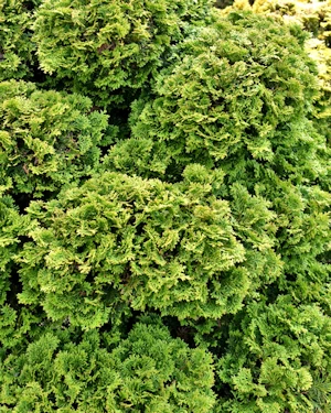 Chamaecyparis Obtusa Nana Gracilis