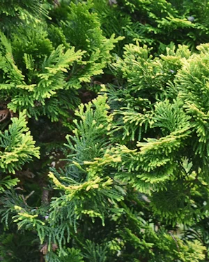 Chamaecyparis Obtusa Nana Gracilis