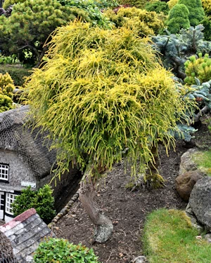 Chamaecyparis pisifera